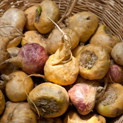 Raíces de maca en una cesta