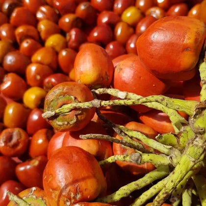 Frutos de chontaduro